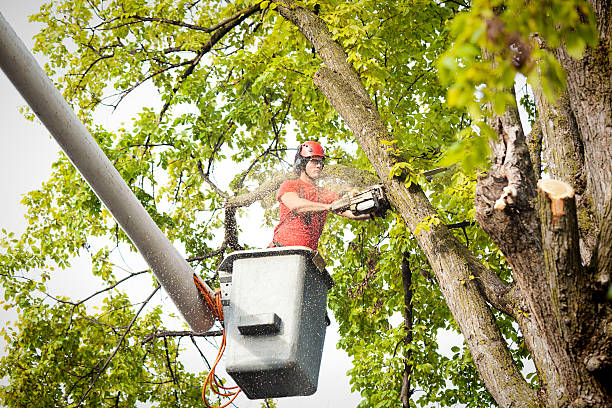 How Our Tree Care Process Works  in  Spartanburg, SC